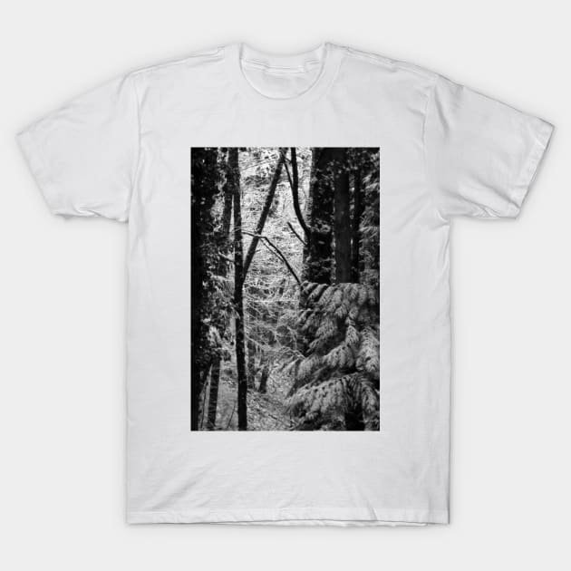 snowy Oregon forest 3 T-Shirt by DlmtleArt